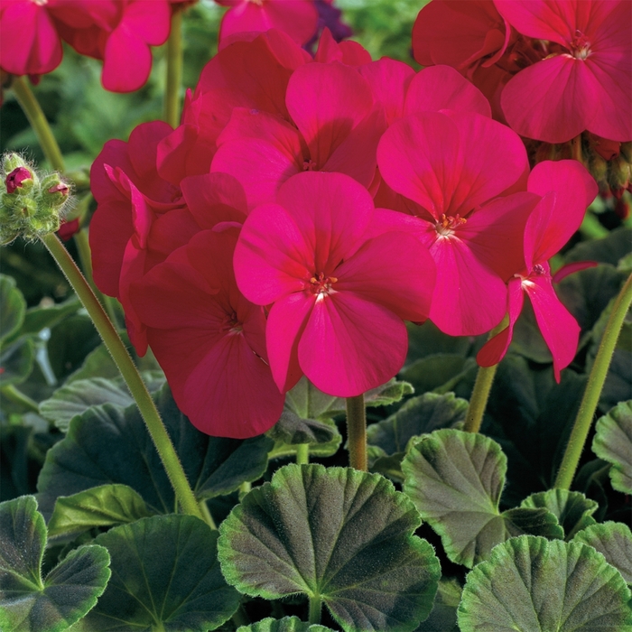 BullsEye&trade; 'Cherry' - Pelargonium x hortorum (Zonal Geranium) from Milmont Greenhouses