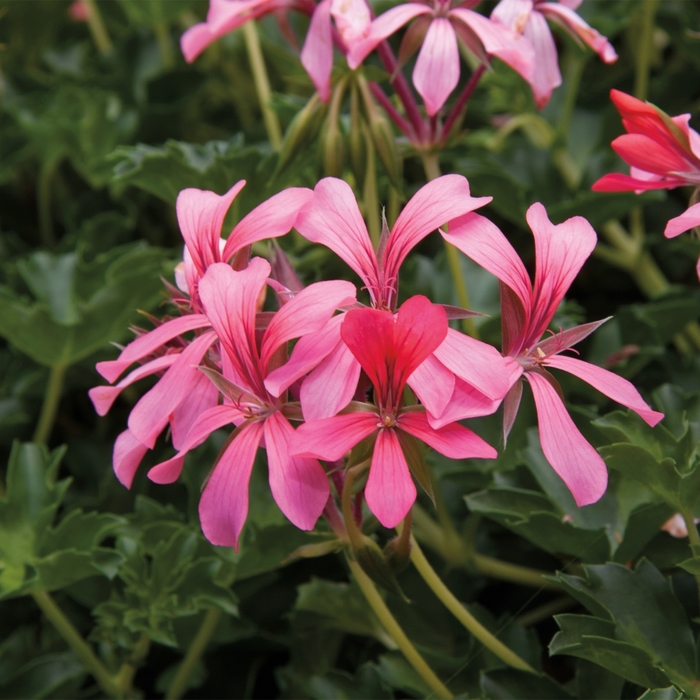 'Cascade Sofie' Ivy Geranium - Pelargonium peltatum from Milmont Greenhouses