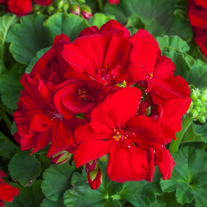Calliope&reg; Medium Red - Pelargonium (Interspecific Geranium) from Milmont Greenhouses