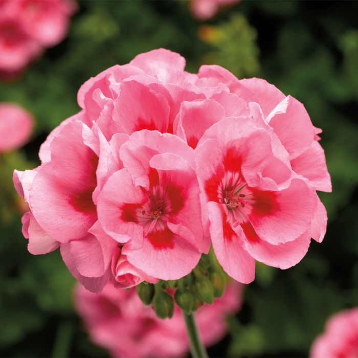 Calliope&reg; Medium Pink Flame - Pelargonium (Interspecific Geranium) from Milmont Greenhouses