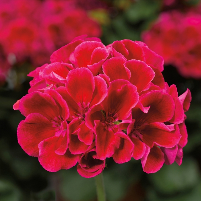 Calliope&reg; Medium Crimson Flame - Pelargonium (Interspecific Geranium) from Milmont Greenhouses