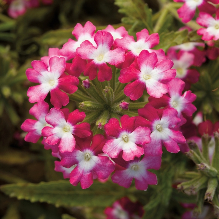 Obsession&trade; 'Twister&trade; Red' - Verbena from Milmont Greenhouses