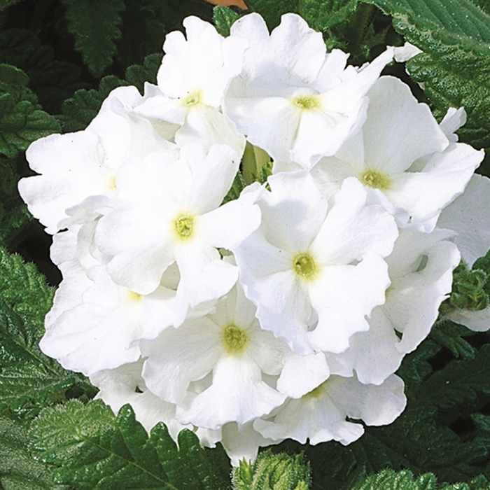 Tuscany&trade; 'White' - Verbena from Milmont Greenhouses