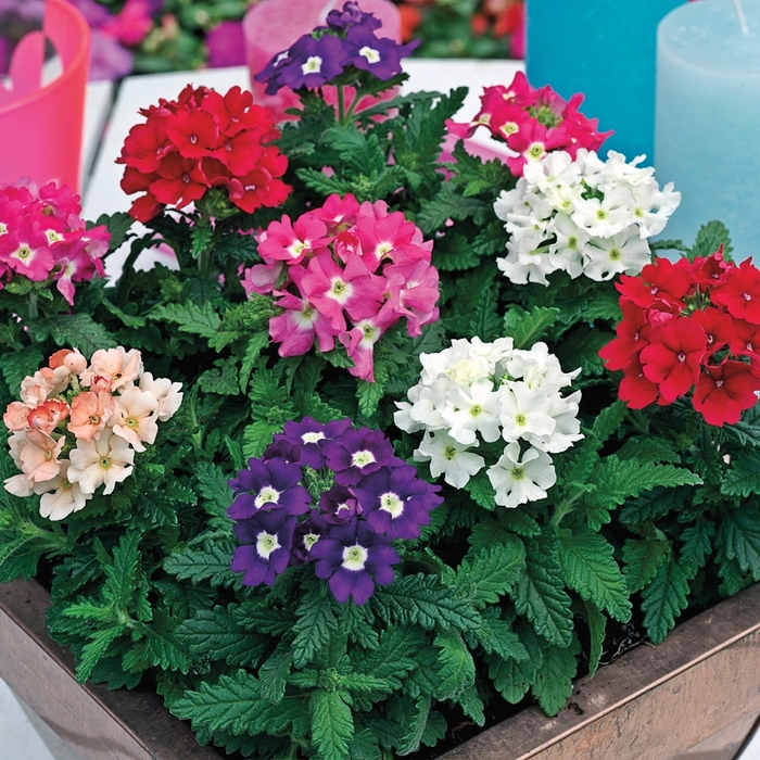 Tuscany&trade; 'Mix' - Verbena from Milmont Greenhouses