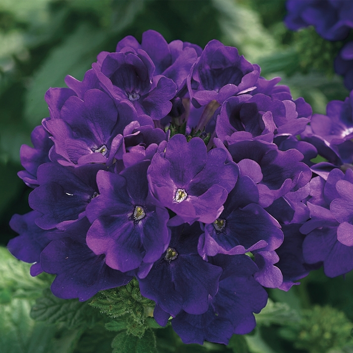 Tuscany&trade; 'Blue' - Verbena from Milmont Greenhouses
