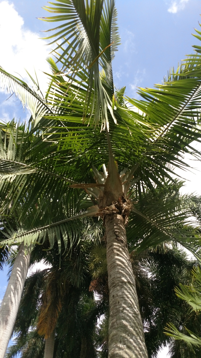 Majesty Palm - Ravenea rivularis from Milmont Greenhouses