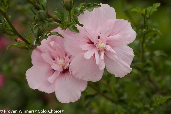 'Pink Chiffon&reg;' Rose of Sharon - Hibiscus syriacus from Milmont Greenhouses