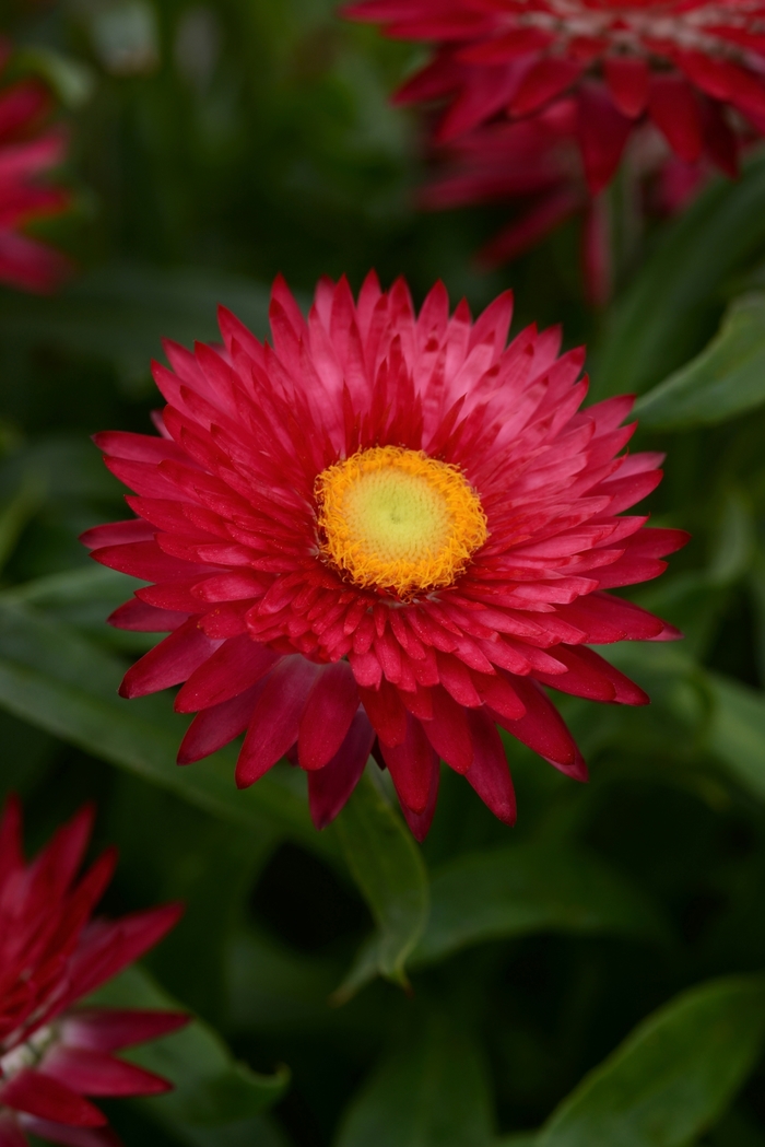Mohave&trade; 'Purple Red' - Bracteantha bracteata (Strawflower) from Milmont Greenhouses