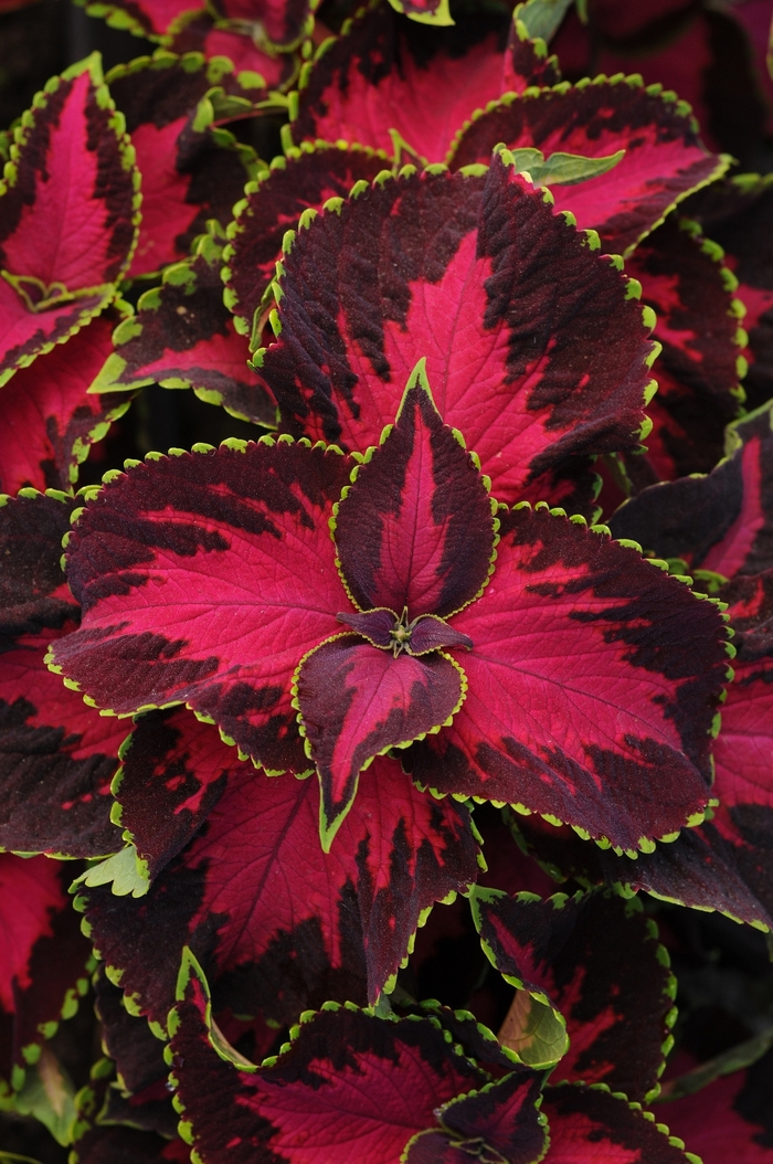 'Chocolate Covered Cherry' - coleus scutellarioides from Milmont Greenhouses