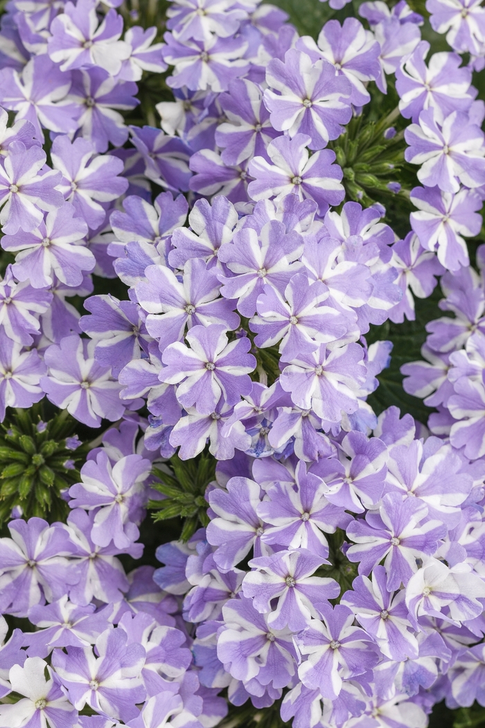 Superbena&reg; 'Stormburst' - Verbena from Milmont Greenhouses