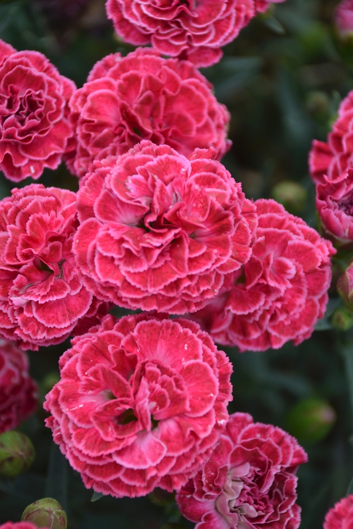 Fruit Punch&reg; 'Raspberry Ruffles' - Dianthus (Pinks) from Milmont Greenhouses