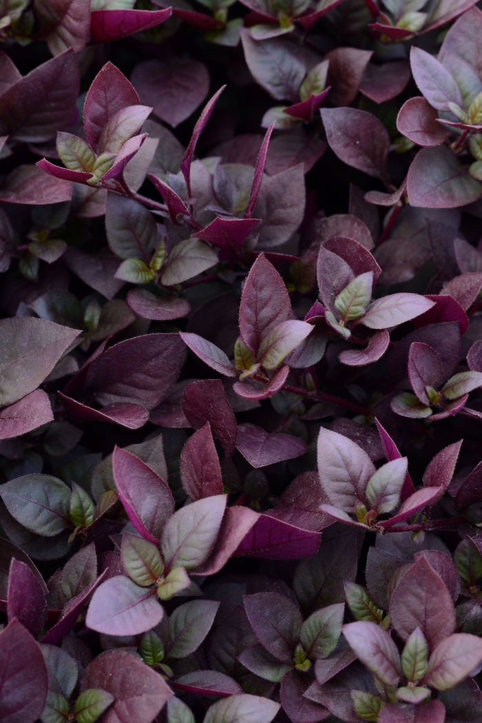 'Plum Dandy&trade;' - Alternanthera from Milmont Greenhouses