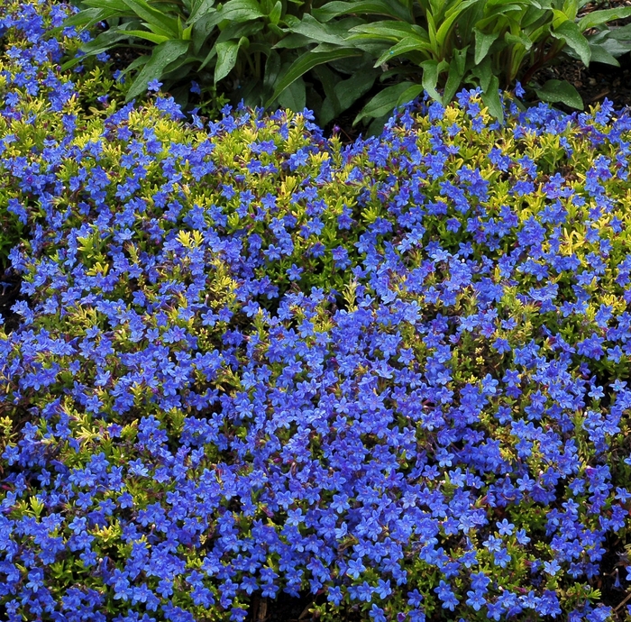 'Gold 'N Sapphires' - Lithodora diffusa from Milmont Greenhouses