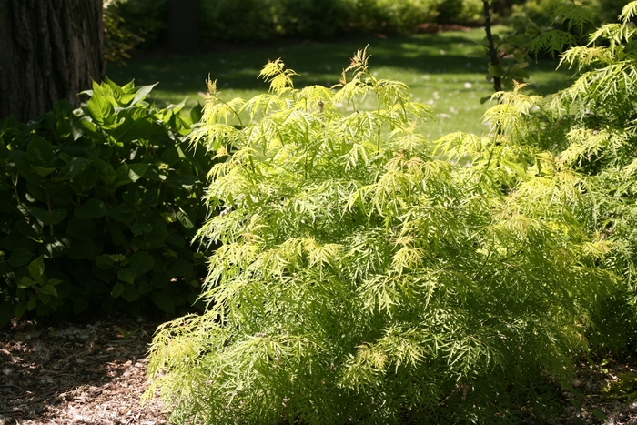 'Lemony Lace&reg;' Elderberry - Sambucus racemosa from Milmont Greenhouses