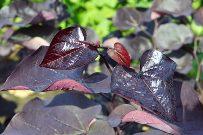 'Black Pearl&reg;' Redbud - Cercis canadensis from Milmont Greenhouses