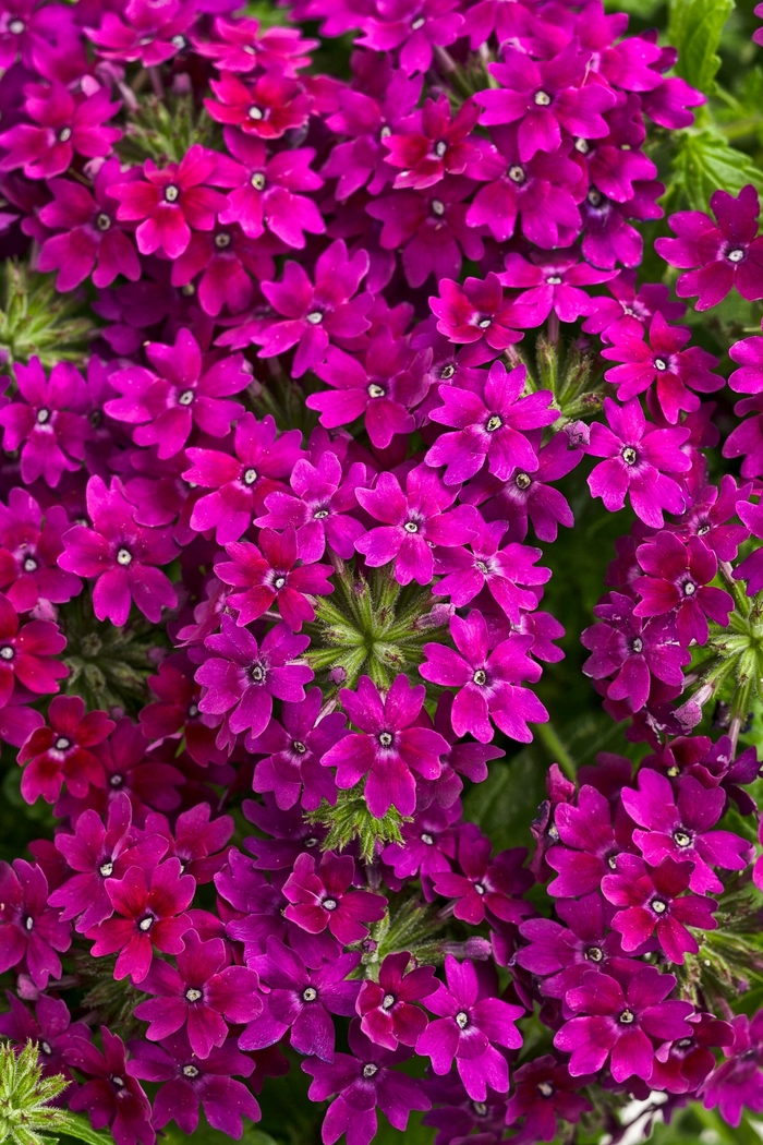 Superbena Royale&reg; 'Plum Wine' - Verbena from Milmont Greenhouses