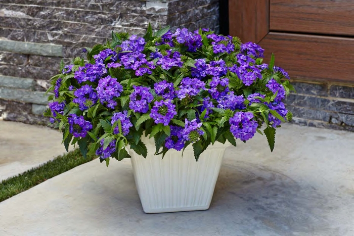 Superbena&reg; 'Violet Ice' - Verbena from Milmont Greenhouses