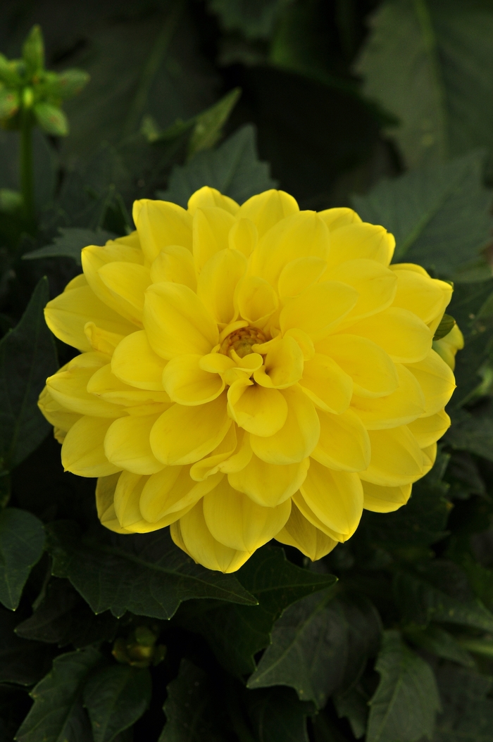 Dahlietta&reg; 'Julia' - Dahlia from Milmont Greenhouses