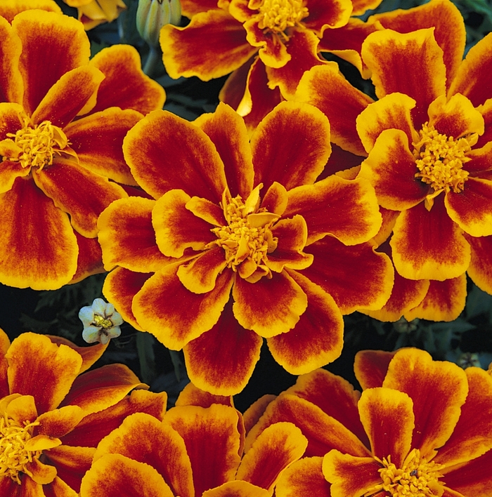 Durango&reg; Flame - Tagetes patula (French Marigold) from Milmont Greenhouses