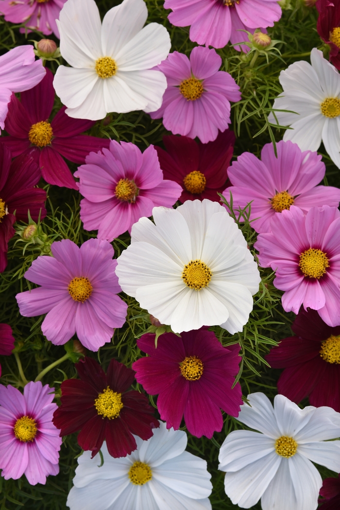 Sonata&trade; 'Mix' - Cosmos bipinnatus from Milmont Greenhouses