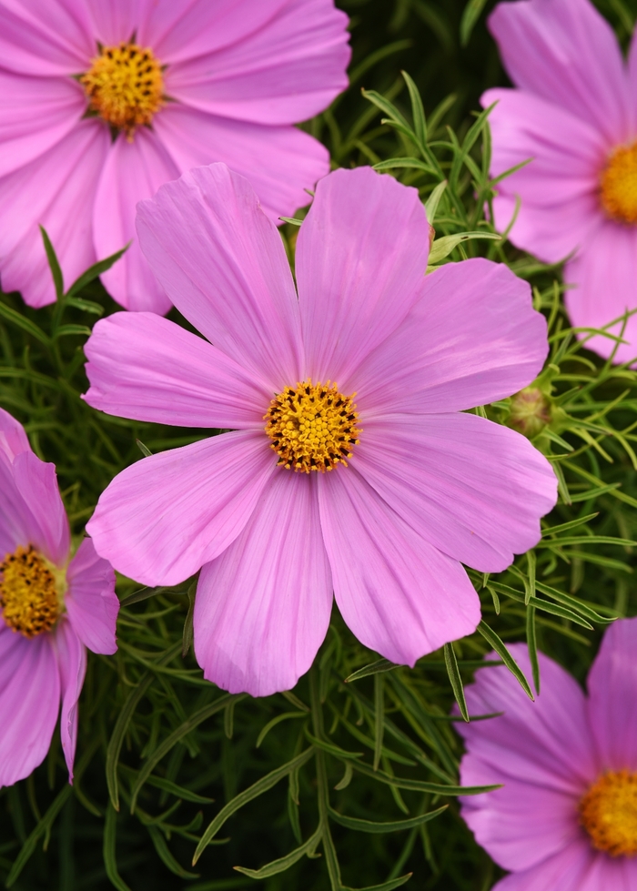 Sonata&trade; 'Pink' - Cosmos bipinnatus from Milmont Greenhouses