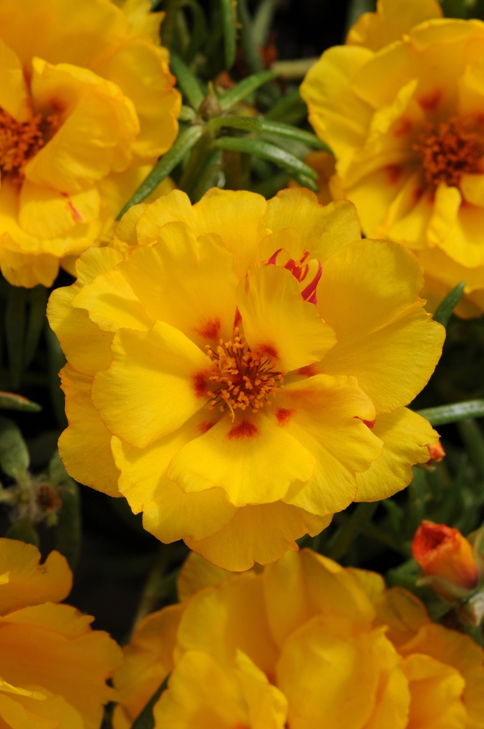 Happy Hour&trade; 'Banana' - Portulaca grandiflora (Moss Rose, Purslane) from Milmont Greenhouses