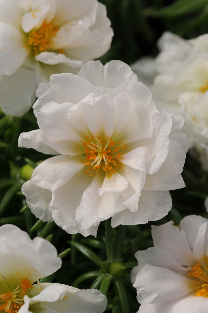 Happy Hour&trade; 'Coconut' - Portulaca grandiflora (Moss Rose, Purslane) from Milmont Greenhouses