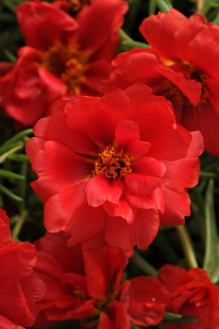 Happy Hour&trade; 'Deep Red' - Portulaca grandiflora (Moss Rose, Purslane) from Milmont Greenhouses