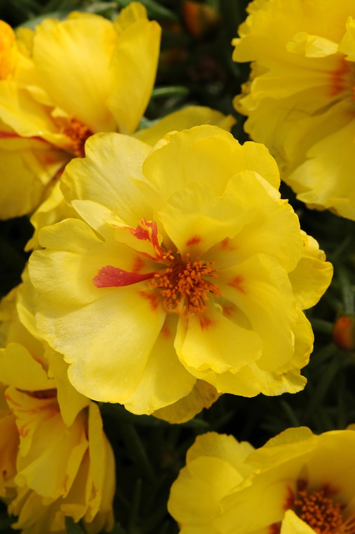 Happy Hour&trade; 'Lemon' - Portulaca grandiflora (Moss Rose, Purslane) from Milmont Greenhouses