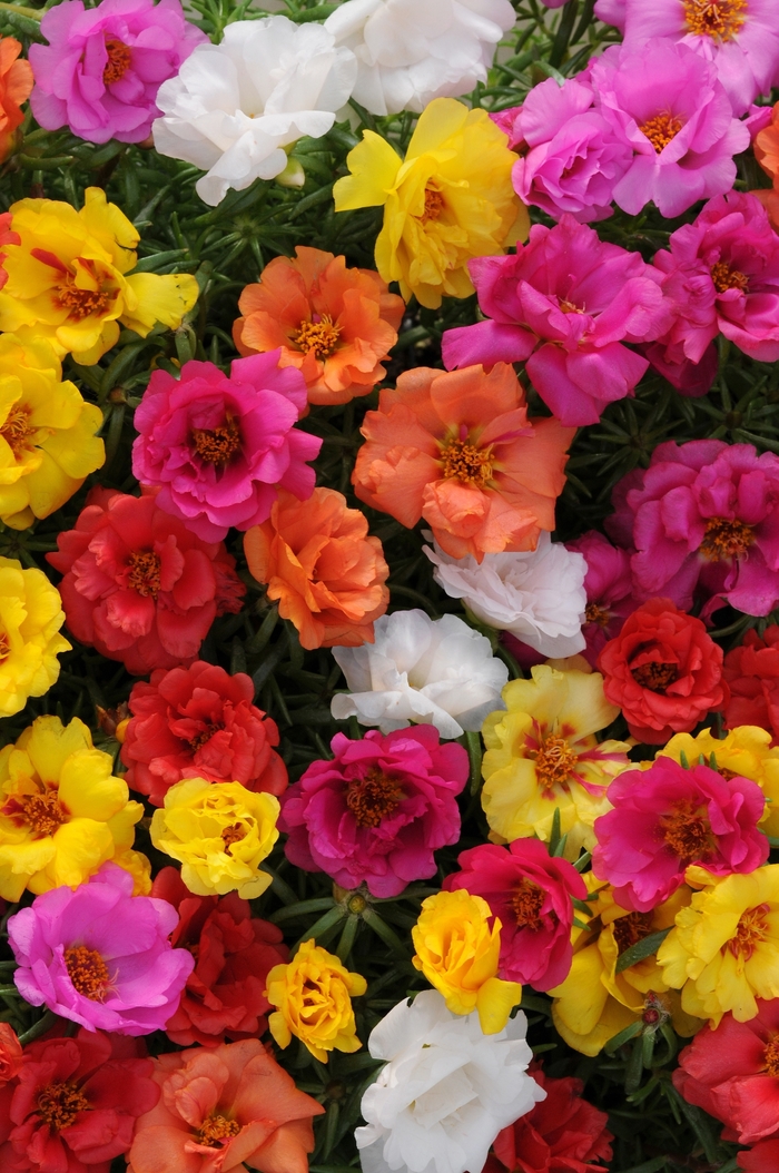 Happy Hour&trade; 'Mix' - Portulaca grandiflora (Moss Rose, Purslane) from Milmont Greenhouses