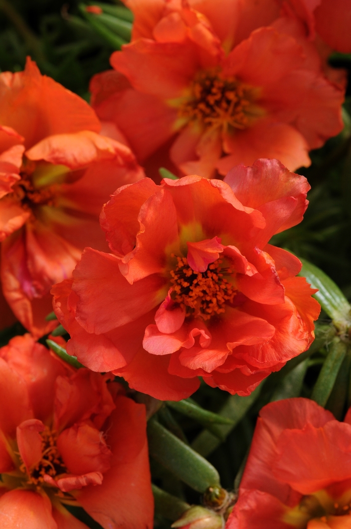Happy Hour&trade; 'Orange' - Portulaca grandiflora (Moss Rose, Purslane) from Milmont Greenhouses