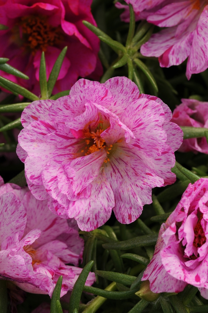 Happy Hour&trade; 'Peppermint' - Portulaca grandiflora (Moss Rose, Purslane) from Milmont Greenhouses