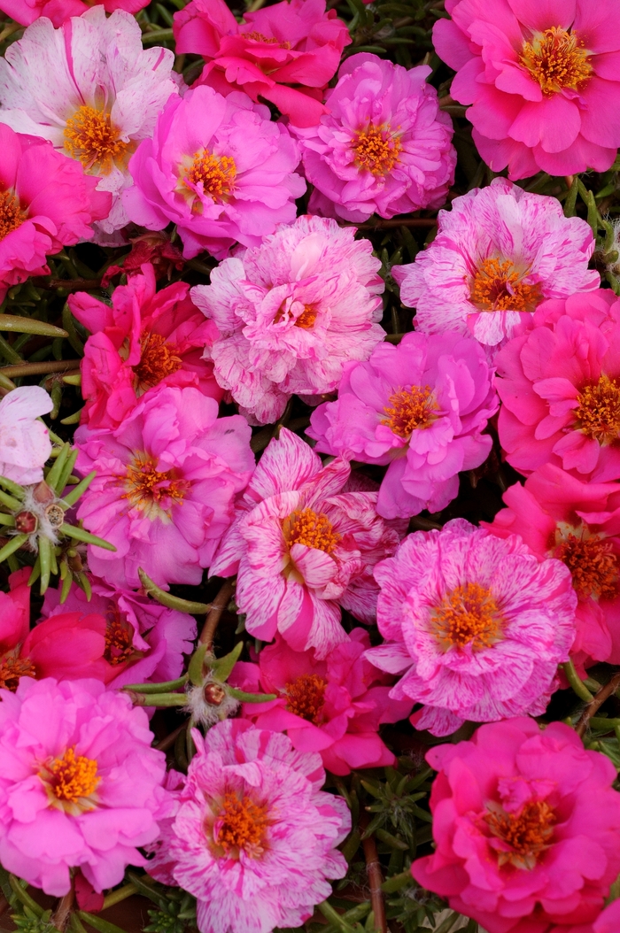 Happy Hour&trade; 'Pink Passion Mixture' - Portulaca grandiflora (Moss Rose, Purslane) from Milmont Greenhouses