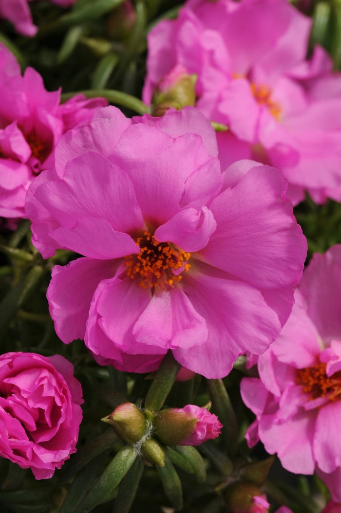 Happy Hour&trade; 'Rosita' - Portulaca grandiflora (Moss Rose, Purslane) from Milmont Greenhouses