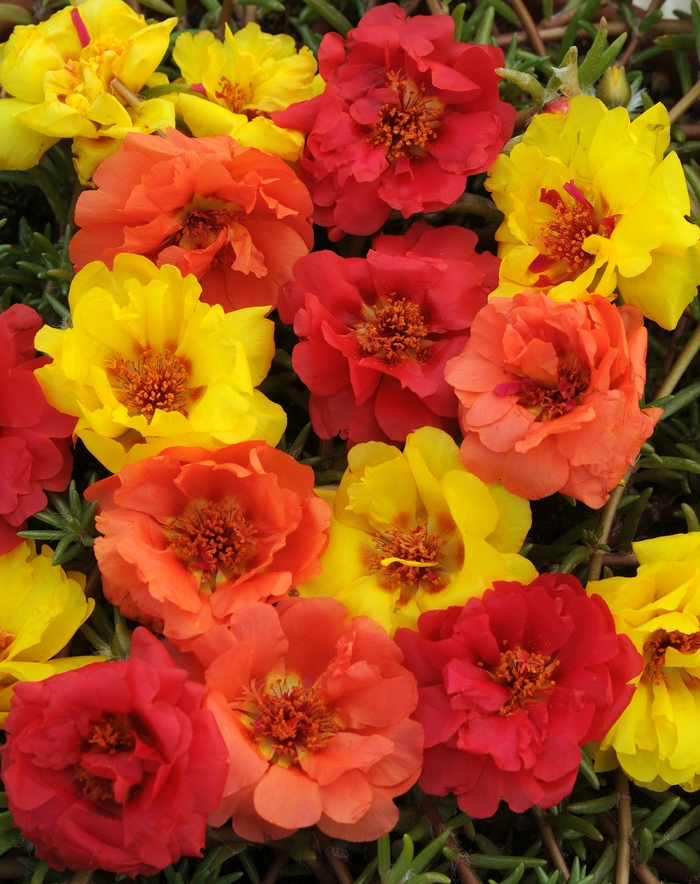 Happy Hour&trade; 'Tropical Mix' - Portulaca grandiflora (Moss Rose, Purslane) from Milmont Greenhouses