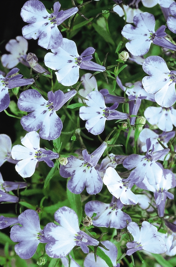 Riviera 'Blue Splash' - Lobelia erinus from Milmont Greenhouses