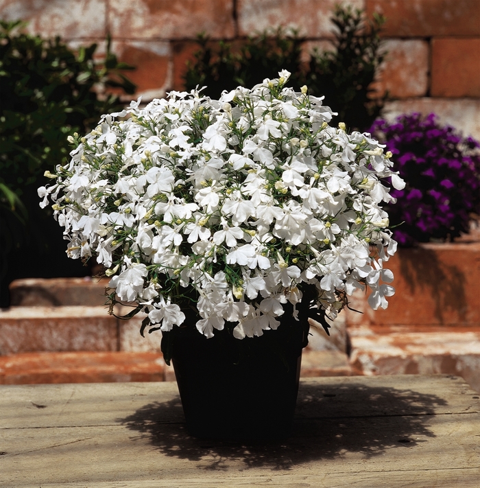Riviera 'White' - Lobelia erinus from Milmont Greenhouses