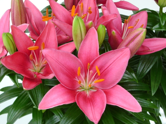 Lily Looks 'Tiny Pearl' - Lilium asiaticum (Asiatic Lily) from Milmont Greenhouses