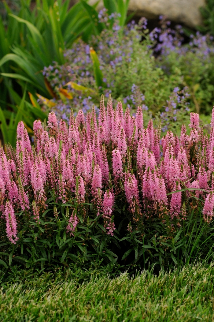 'Giles van Hees' Speedwell - Veronica from Milmont Greenhouses