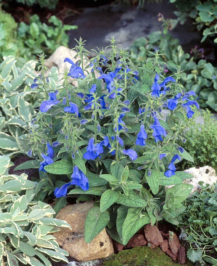 'Patio Deep Blue' - Salvia patens from Milmont Greenhouses