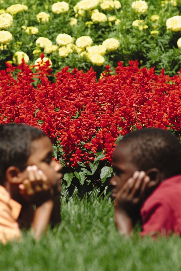 'Red Hot Sally II' Sage - Salvia splendens from Milmont Greenhouses