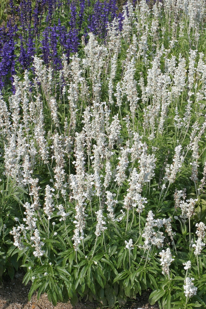 'Victoria White' Mealycup Sage - Salvia farinacea from Milmont Greenhouses