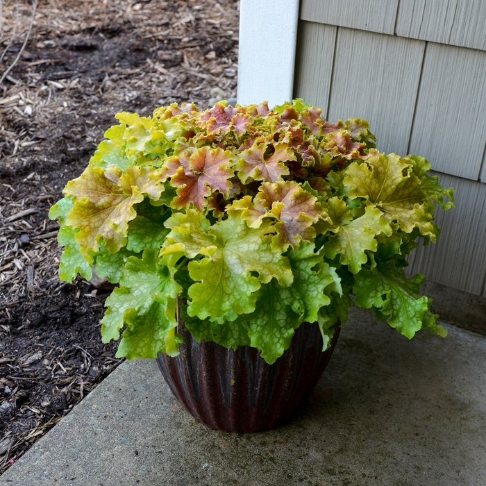 Dolce&reg; 'Apple Twist' - Heuchera (Coral Bells) from Milmont Greenhouses