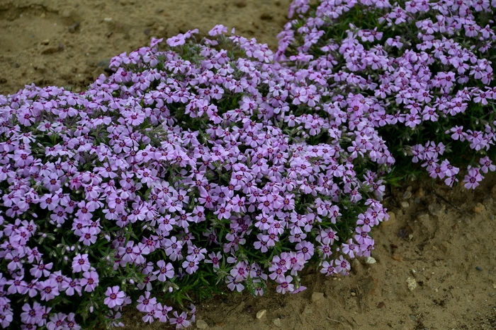 'Eye Candy' Creeping Phlox - Phlox subulata from Milmont Greenhouses