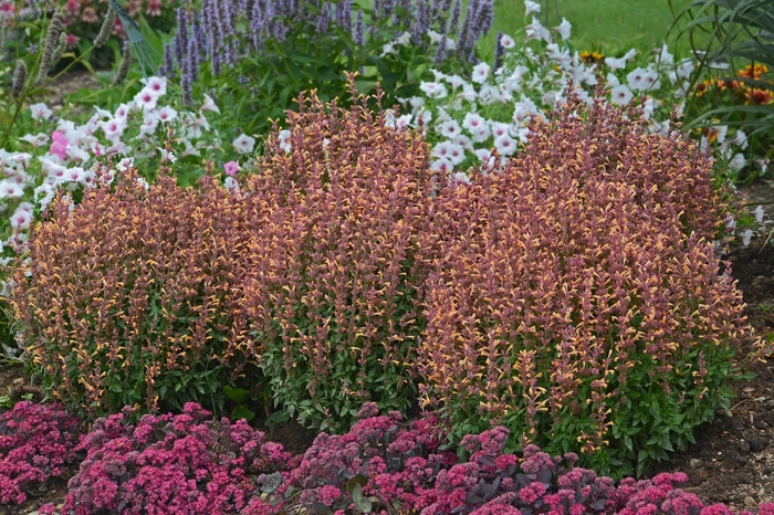 ''Peachie Keen'' Anise Hyssop - Agastache from Milmont Greenhouses