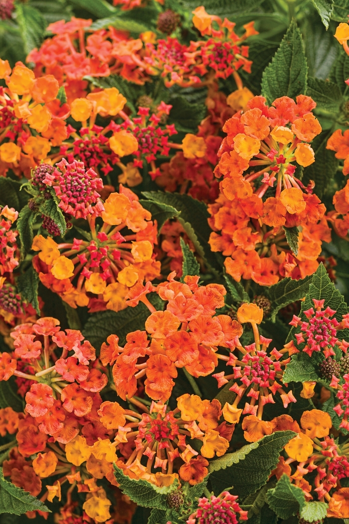 Luscious&reg; 'Marmalade' - Lantana camara from Milmont Greenhouses