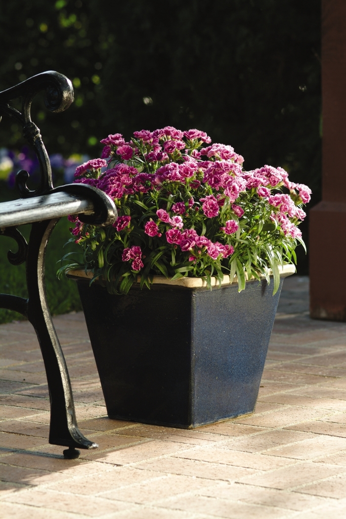 Dynasty 'Orchid' - Dianthus barbatus from Milmont Greenhouses