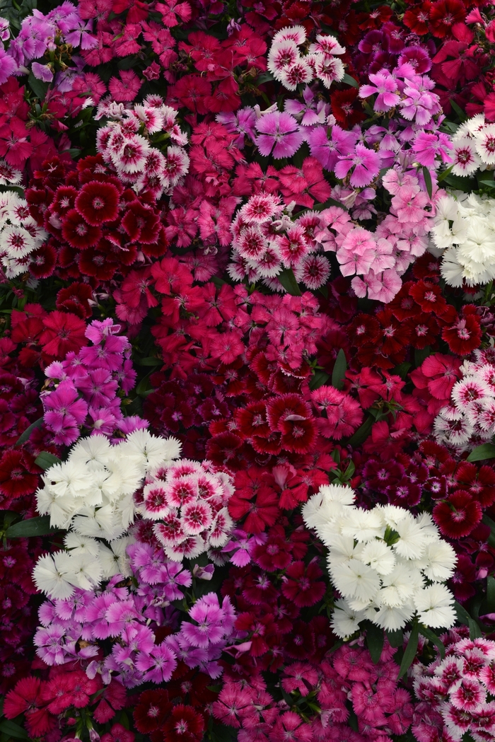 Floral Lace&trade; Mix - Dianthus chinensis x barbatus from Milmont Greenhouses