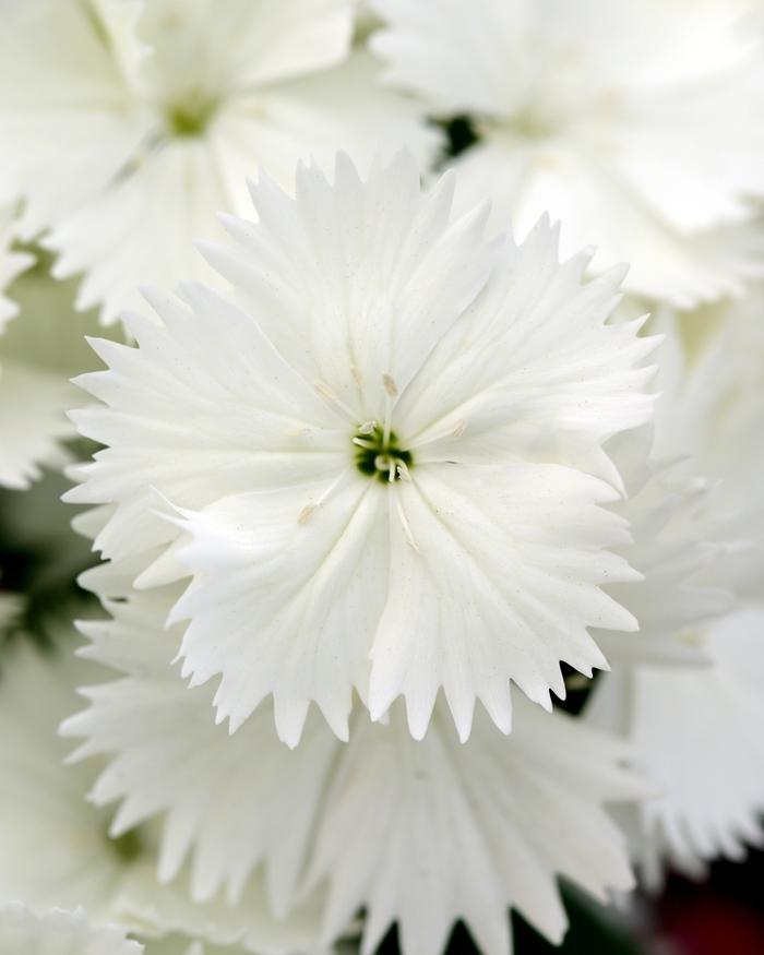 Floral Lace&trade; White - Dianthus chinensis x barbatus from Milmont Greenhouses