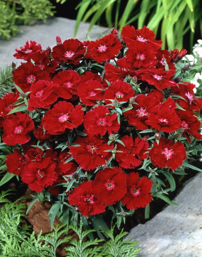 Diana 'Crimson' - Dianthus chinensis (Pinks) from Milmont Greenhouses